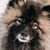 Mammal,Dog,Vertebrate,Canidae,Keeshond,Dog breed,Spitz,German spitz,Carnivore,Eurasier,