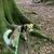 Hund,Pflanze,Fleischfresser,Hunderasse,Baum,Gras,Rehkitz,Begleithund,Baumstamm,Landpflanze,