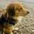 Hund,Wasser,Hunderasse,Fleischfresser,Begleithund,Kitz,Schnauze,Sportliche Gruppe,Canidae,Fell,