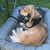 Hund,Fleischfresser,Hunderasse,Komfort,Fawn,Begleithund,Gras,Leber,Sportgruppe,Freizeit,