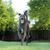 grey Blue Lacy dog, dog that looks similar to Weimaraner, hunting dog, guard dog, american dog breed