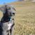Dog,Mammal,Vertebrate,Dog breed,Canidae,Weimaraner,Carnivore,Blue lacy,Sporting Group,Snout,