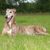 Greyhound with mackerel coat, tiger colouring in dog, dog with tipped ears lying in the meadow, brown Greyhound, greyhound