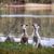 Two greyhounds sitting in front of a lake, longhaired Whippet Silken Windsprite dogs and a shorthaired Whippet greyhound