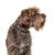 Griffon Korthals, Griffon d'arrêt à poil dur, rough haired pointer, dog similar to German Rauhaar, large breed dog from France, breed description of hunting dog, hunting dog breed, large brown dog breed, dog from France