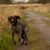 Griffon Korthals, Griffon d'arrêt à poil dur, rough haired Pointer, Dog similar to German Rough Hair, Large Dog Breed from France