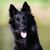 Groenendael portrait, belgian shepherd dog, black shepherd dog