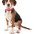 Hamiltonstövare puppy, Hamilton dog sitting on a white background, male puppy, dog similar to beagle, tri-coloured dog, hunting dog, dog from Sweden, Swedish breed, dog with floppy ears