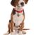 Hamiltonstövare puppy, Hamilton dog sitting on a white background, male puppy, dog similar to beagle, tri-coloured dog, hunting dog, dog from Sweden, Swedish breed, dog with floppy ears