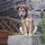 Hund,Hunderasse,Fleischfresser,Pflanze,Rehkitz,Begleithund,Schnauze,Sportliche Gruppe,Arbeitstier,Gras,