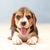 Dog,Mammal,Vertebrate,Dog breed,Canidae,Puppy,Beagle,Carnivore,Beaglier,Pocket beagle,