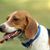 Harrier Dog Temperament and Breed Description, Tricolored Dog, Similar to Beagle but Larger