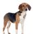 Harrier Hound Dog stands, puppy of a Harrier, dog similar to Beagle but bigger