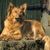 Harzer Fuchs lies in the sun, dog that is brown and has standing ears, dog similar to pedigree dog, not recognized dog breed, old breed, dog similar to fox