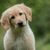 Dog,Mammal,Vertebrate,Dog breed,Canidae,Golden retriever,Puppy,Carnivore,Retriever,Companion dog,