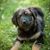 Dog,Mammal,Vertebrate,Dog breed,Canidae,Carnivore,Grass,Puppy,Companion dog,Sporting Group,