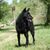 black dog breed, Croatian shepherd dog, Hrvatski ovčar, Croatian shepherd dog, sheep dog, dog from Croatia, dog similar to Pumi, dog similar to Spitz, black dog, medium dog, shepherd dog, dog with prick ears has curls after swimming