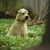 Irish Soft Coated Wheaten Terrier Character