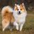 Dog,Mammal,Vertebrate,Dog breed,Canidae,Icelandic sheepdog,German spitz,Carnivore,Companion dog,German spitz mittel,