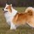 Dog,Mammal,Vertebrate,Dog breed,Canidae,Icelandic sheepdog,Carnivore,Companion dog,German spitz,Ancient dog breeds,