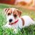 Dog,Mammal,Vertebrate,Dog breed,Canidae,Puppy,Russell terrier,Carnivore,Companion dog,Jack russell terrier,
