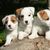 Dog,Mammal,Vertebrate,Dog breed,Canidae,Companion dog,Puppy,Russell terrier,Carnivore,Jack russell terrier,