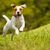 Dog,Mammal,Vertebrate,Dog breed,Canidae,Russell terrier,Carnivore,Companion dog,Parson russell terrier,Jack russell terrier,