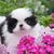 Dog,Mammal,Canidae,Puppy,Chinese imperial dog,Dog breed,Companion dog,Shih tzu,Pink,Carnivore,