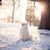 japan spitz in snow waiting for command, doggy in stay, doggy makes sit