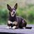 Australian Kelpie, dog with standing ears, brown tan dog, Australian breed, sheepdog, sheepdog