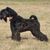 Kerry Blue Terrier, black dog on meadow, dog with short tail, dog with curls, dog resembling Schnauzer, blue dog breed, Irish dog, dog from Ireland, dog breed with curled tail and lots of hair on face