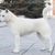 Kishu Inu, dog breed white, medium dog, half dog, white dog with ears from Japan, Japanese dog breeds, pointed breeds from Japan, overview of the four most popular dog breeds from Japan, Shiba Inu, Tosa Inu