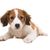 Dog,Mammal,Vertebrate,Dog breed,Canidae,Carnivore,Companion dog,Puppy,Kooikerhondje,Brittany,