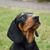 Dog,Mammal,Vertebrate,Dog breed,Canidae,Austrian black and tan hound,Carnivore,Polish hunting dog,Montenegrin mountain hound,Hellenikos ichnilatis,