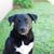 Border collie labrador retriever mix, mixed breed, mixed breed dog, mix dog, hybrid mix, border lab mix, labrador mix, black mixed breed, infographic, information for anyone who has a mixed breed collie and labrador. Lab mix, Labrador mix, black and white mix, mixed breed dog