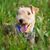 Lakeland Terrier dog playing in a meadow
