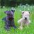 Lakeland Terrier black and Lakeland Terrier white