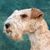 Lakeland Terrier Protrait, dog with wirehaired face, dog that looks similar to fox terrier