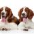 two young Springer Spaniels in extraordinary light brown with white stick out their tongues and yawn, medium sized dog breed, hunting dog