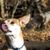 Podengo Portugues small, rough haired dog from Portugal, red white dog, orange colored dog, dog with prick ears, hunting dog, family dog, small family dog with brown white coat, smooth coat