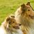 Dog,Mammal,Scotch collie,Vertebrate,Dog breed,Canidae,Collie,Rough collie,Carnivore,Shetland sheepdog,