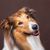 Dog,Mammal,Vertebrate,Scotch collie,Dog breed,Canidae,Australian collie,Carnivore,Shetland sheepdog,Companion dog,