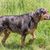 Dog,Mammal,Vertebrate,Dog breed,Canidae,Carnivore,Hound,Hunting dog,Louisiana catahoula leopard dog,Polish hunting dog,