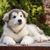 Dog,Mammal,Vertebrate,Canidae,Dog breed,Carnivore,Alaskan malamute,Puppy,Siberian husky,Ancient dog breeds,