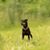 Manchester Terrier on a meadow, small Pinscher, Looks like Mini Doberman