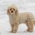 Dog, water dog, working dog, carnivore, dog breed, companion dog, poodle, snow, terrier, dog accessories,