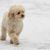 Dog, carnivore, dog breed, water dog, companion dog, working dog, snow, poodle, toy dog, muzzle,