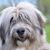 romanian dog breed, dog from romania, shepherd dog, longhaired big dog, big dog breed