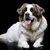 Dog,Mammal,Vertebrate,Dog breed,Canidae,Moscow watchdog,Carnivore,Pyrenean mastiff,St. bernard,Nose,