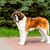 Dog,Mammal,Vertebrate,Dog breed,Canidae,Moscow watchdog,St. bernard,Carnivore,Giant dog breed,Rafeiro do alentejo,